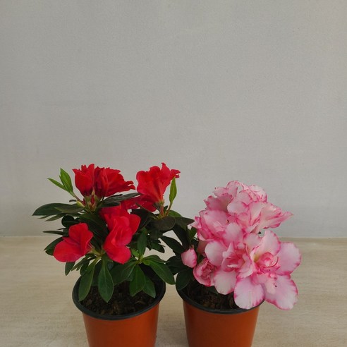 삭막한 공간에 생기를 불어넣다! 철쭉으로 시작하는 나만의 작은 정원 철쭉