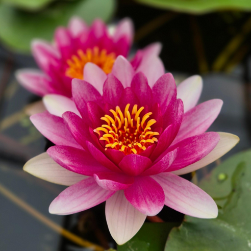 삭막한 일상에 싱그러운 행복을 더하다: 하얀분홍 온대수련 키우기