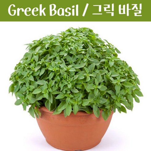 키작은 그릭 바질키우기 Dwarf Greek Basil 바질 키우기세트 교육용 체험용