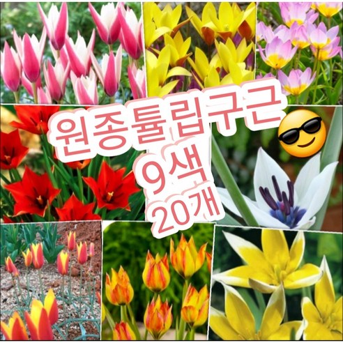 원종튤립구근 9색 20개/봄맞이 대박세일~~/매년 퇴화하지않고 번식하는 튤립꽃 강추, 20개