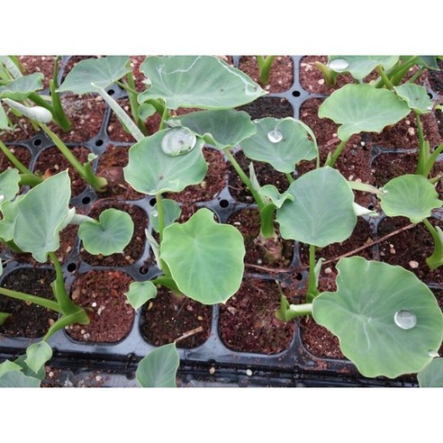 토란모종 10주(10개), 10개