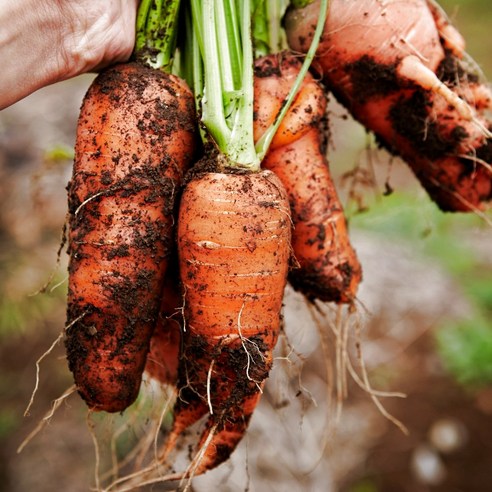 올바이썬 먹기 딱 좋은 싱싱한 국산 햇 흙당근 2kg carrot, 1개, 싱싱 흙당근 2kg(상) Best Top5