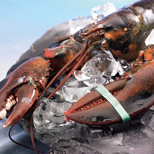 은하수산 살아있는 캐나다산 활 랍스타, 2. 활랍스타 700-800g, 800g, 1개
