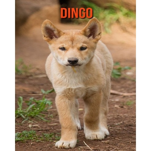 (영문도서) Dingo: Amazing Facts & Pictures Paperback, Independently Published, English, 9798512986998