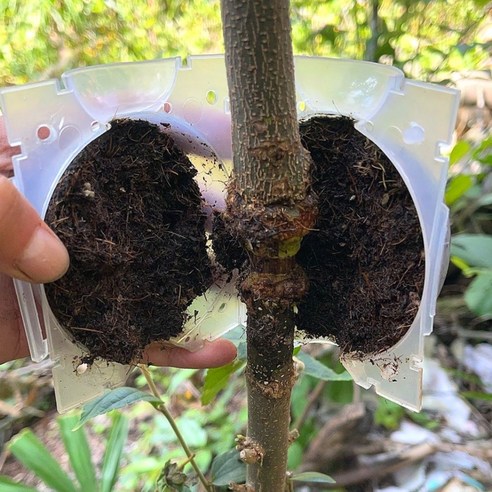 앙상한 가지, 취목볼로 싱그러움을 되찾다!