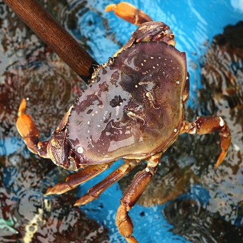 활 던지니스 크랩 항공직송 미국산 대게 택배 하트 게 800g-1.2kg, 800~900g, 1개