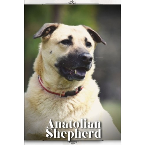(영문도서) Anatolian Shepherd: Dog breed overview and guide Paperback, Independently Published, English, 9798850962326