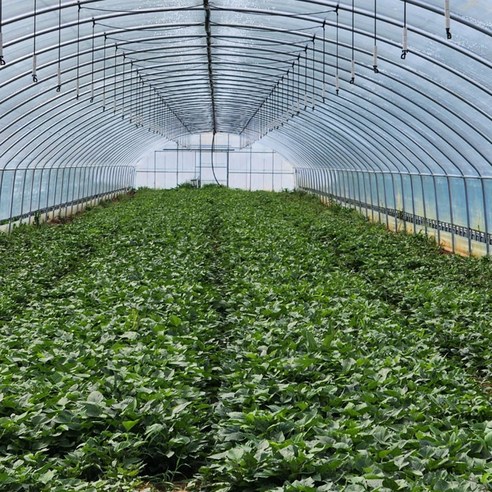 텃밭 초보도 금손되는 마법, 해남 베니하루카 꿀고구마 모종!