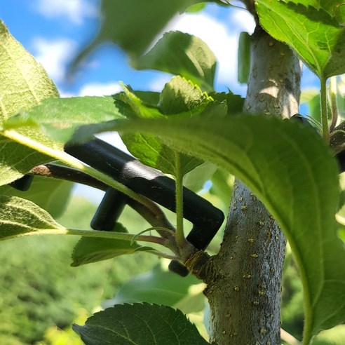 E클립으로 과수 수형 관리의 효율성을 극대화하고 풍성한 수확을 경험하세요.