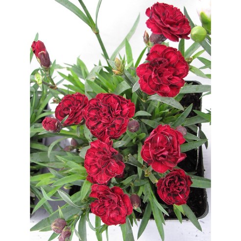 향기로운 아름다움과 내구성을 겸비한 향기카네이션: 정원을 밝히고 매력적인 정원을 만드는 최고의 선택