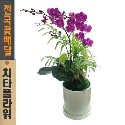 축하와 공기정화를 위한 완벽한 선물: 치타플라워 만천홍 서양란