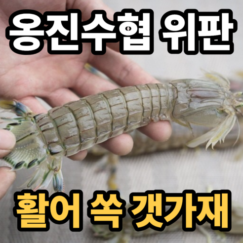 [옹진수협직판] 자연산 생물 쏙 갯가재