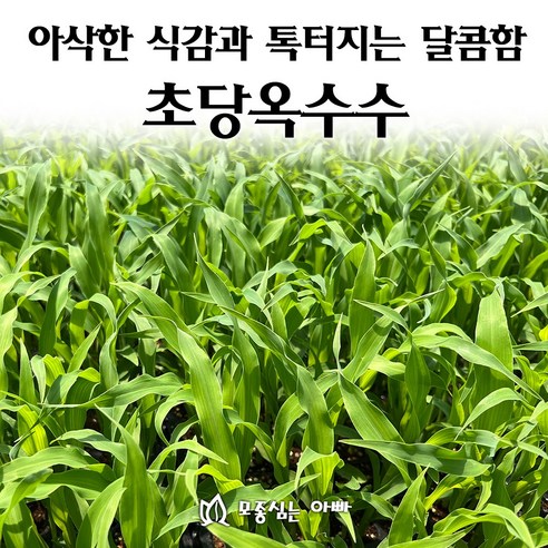 톡톡 터지는 달콤함! 초당옥수수 모종, 직접 키워 먹는 즐거움에 도전하세요! 초당옥수수모종