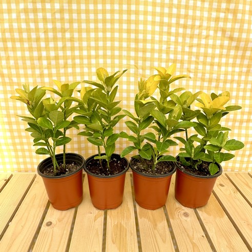 황금빛 행운을 정원에 심다: 금사철로 특별한 공간을 완성하세요