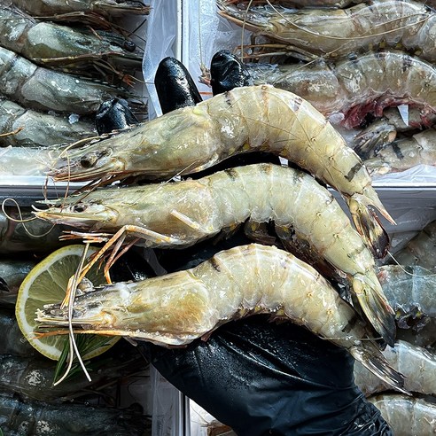 농가살리기 육질이 단단한 냉동 블랙타이거 새우 500g, 1박스, 12미 500g