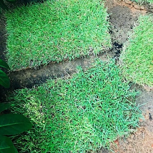 한국잔디 18x18cm / 40x60cm 롤잔디 조경용, 산소생산 잔디심기용 천연 잔디 20장 세트 양잔디