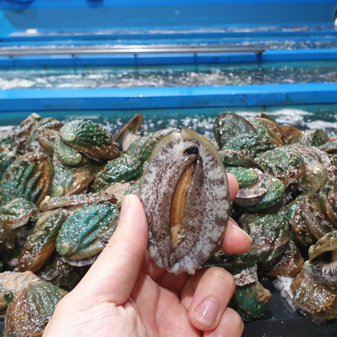 완도직송 살아있는 활전복 1kg, 1개, 소 1kg(30~40마리) 완도수산