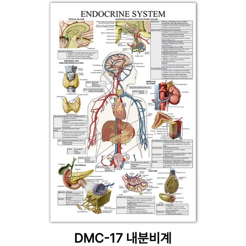 NEW 근육 해부학 포스터, DMC-17 내분비계