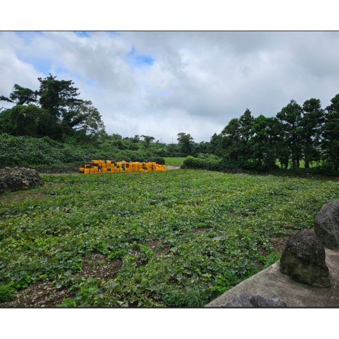 달콤함이 필요한 순간 제주빛가람 보우짱