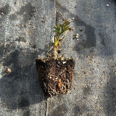 향긋한 봄을 우리 집 정원으로! 참두릅 묘목 심고 직접 수확하는 즐거움 두릅묘목
