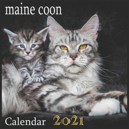 maine coon: 2021 Wall & Office Calendar 12 Month Calendar Paperback, Independently Published