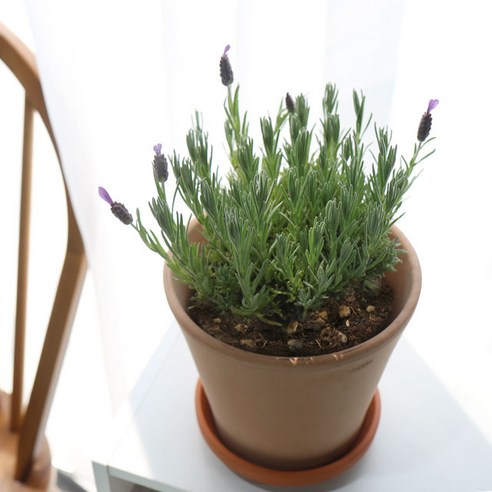 향기로 삶을 정화하는 갑조네 마리노 라벤더