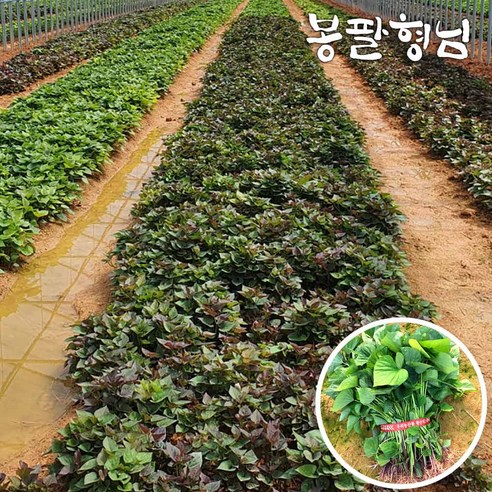 자색고구마모종 1kg 고구마순 신자미 단자미 해남, 05/19출고(05/20도착)