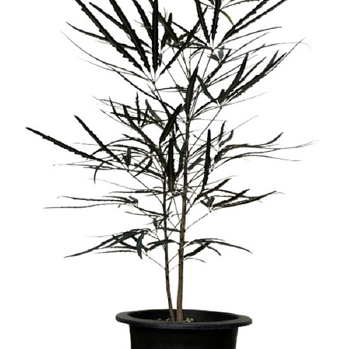 시들 걱정 없이 싱그러움을 더하는 플라워뱅크 아라리아