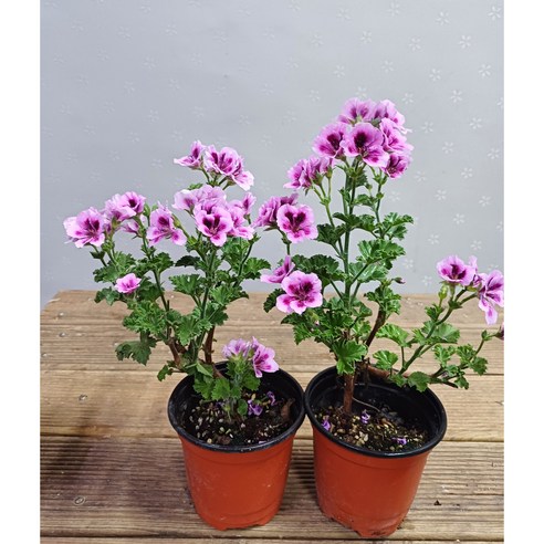 리갈제라늄으로 완성하는 싱그러운 일상