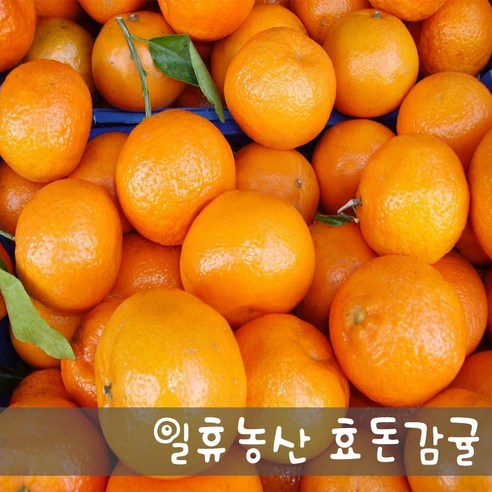 새콤달콤 고당도 효돈감귤 5kg - 당일선별발송, 5kg 큰귤(2L), 1개