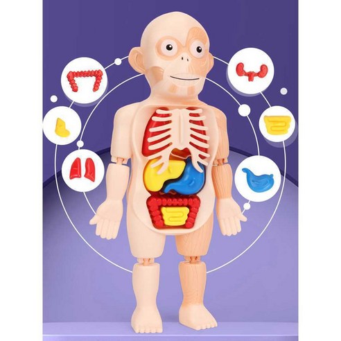 인체 장기 구조 퍼즐 교육용 방과후 과학 교실 교구, 교육용 마네킹 + 휴대용 현미경+ 표본 12개