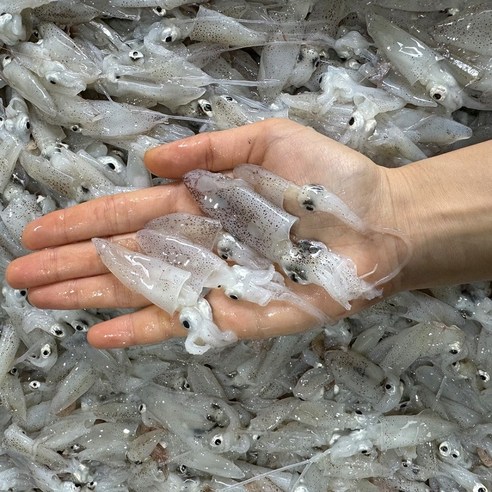 봄 바다의 선물, 싱싱함이 살아 숨 쉬는 호래기 꼴뚜기 횟감