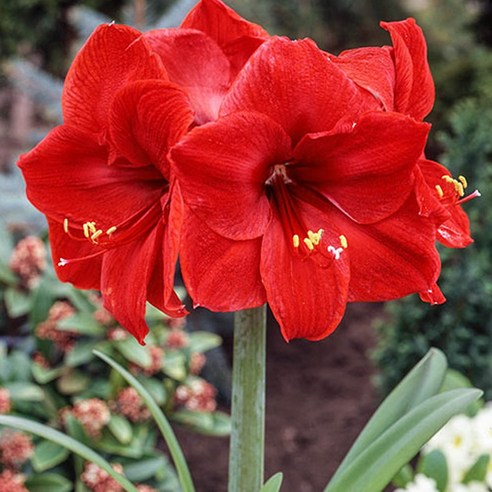 칙칙한 내 방에 생기를! 아마릴리스 레드라이온 구근, 플랜테리어로 간단하게 분위기 UP! 아마릴리스