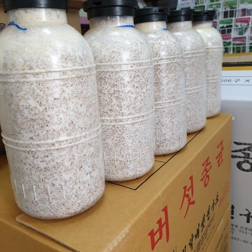 느타리버섯종균