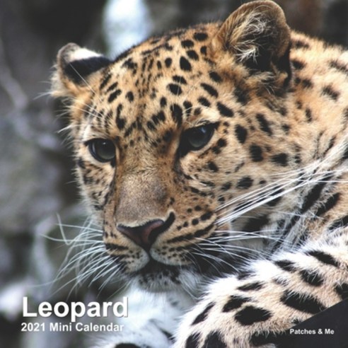 Leopard: 2021 Mini Calendar Paperback, Independently Published, English, 9798557309080