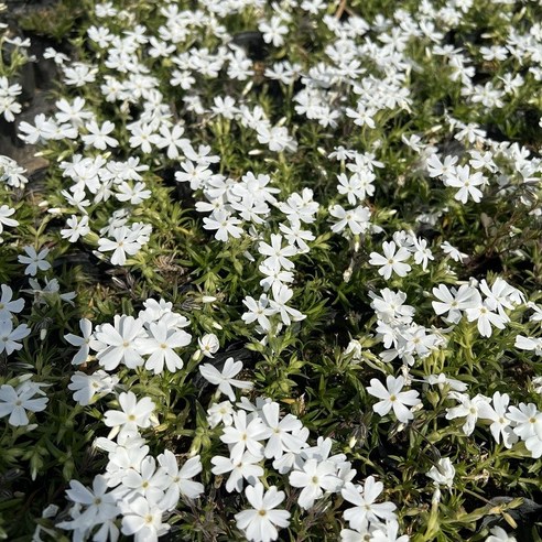 봄의 정원 소식, 골드씨드 야생화 꽃잔디 백설 60개 세트