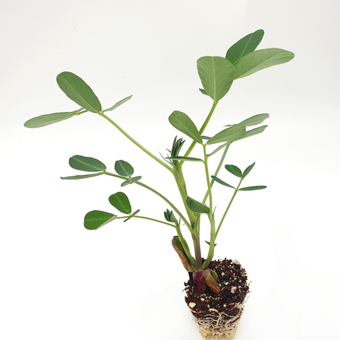 파머씨드 땅콩 모종으로 텃밭에 풍요로운 행복을 심으세요.