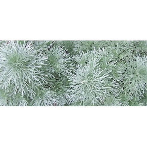 은쑥 모종 하나로 완성하는 나만의 정원 꿈