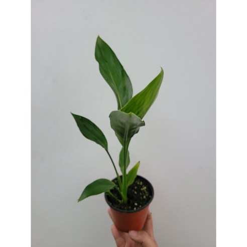 싱그러운 레기니아 소형 극락조, 당신의 공간에 행복을 더하세요.