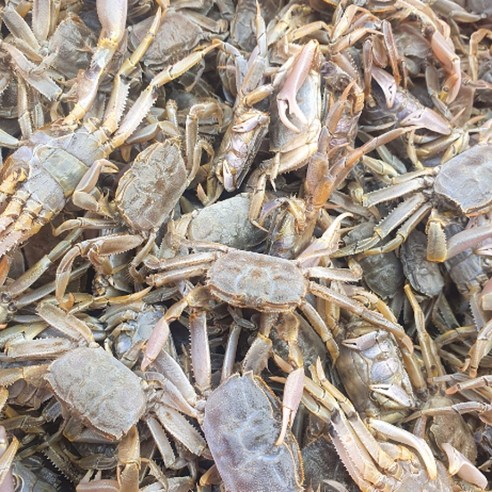 순천만 갯벌의 건강한 기운, 자연산 칠게로 식탁을 풍요롭게!