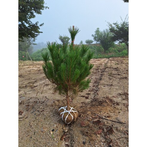 내 손으로 만드는 푸른 숲, 소나무 묘목으로 시작하는 특별한 조경 이야기