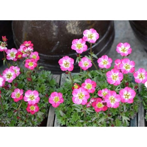 천상초 운간초 씨앗, 당신의 공간에 특별한 향기를 더하세요