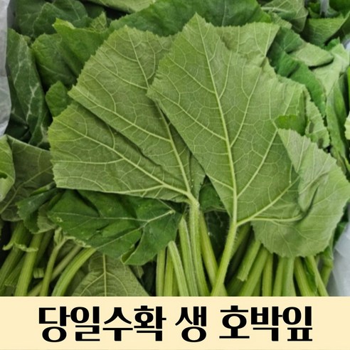 산지직송 당일수확 국내산 생 호박잎 400g 800g 쌈채소 쌈밥 햇호박잎 부드러운호박잎 국산 호박잎 호박잎 제철호박잎 호박잎 쌈 싱싱한호박잎 호박, 400g(생 호박잎), 1개