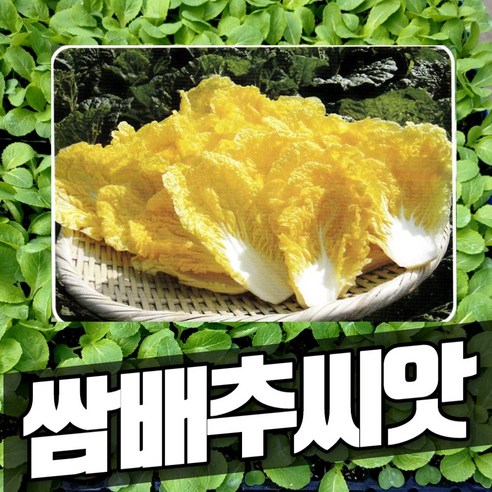 좋은 배추(절임-냉동)우거지-10kg국내산-100% 시래기 업소용, 1개, 10kg 11 씨드코리아 사철 알배추씨앗 쌈배추씨 봄동 씨앗 1000립, 1개
