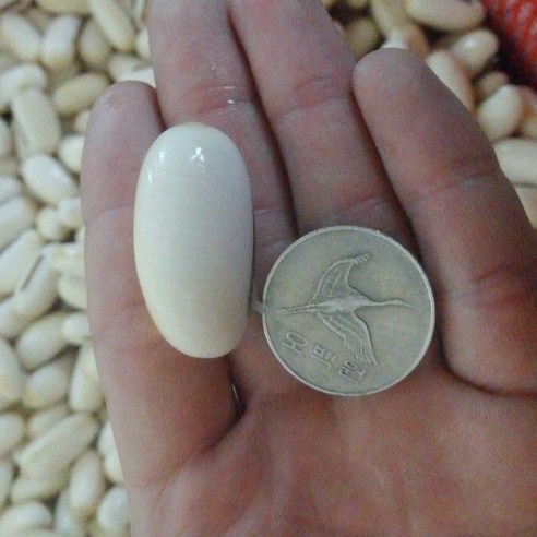 작두콩 씨앗 심고 농촌 부자 꿈을 이루세요!