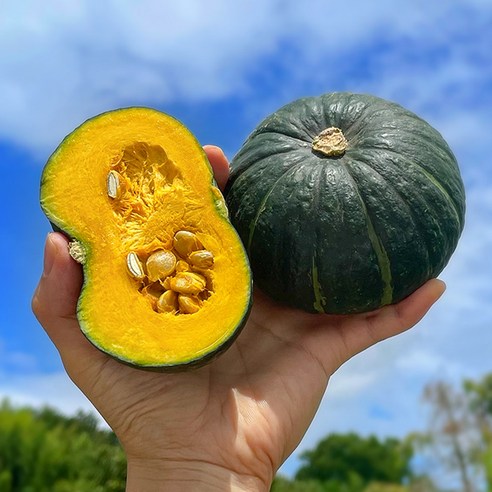 규리쥬아 산지직송 제주 미니(밤)단호박 보우짱 2kg~10kg, 1박스, 01.미니(밤)단호박 2kg 미니(8개 이상) 미니밤호박 12 당일수확 세모농 타박타박 미니 밤호박 보우짱 단호박, 제주 미니밤호박 4kg, 1개
