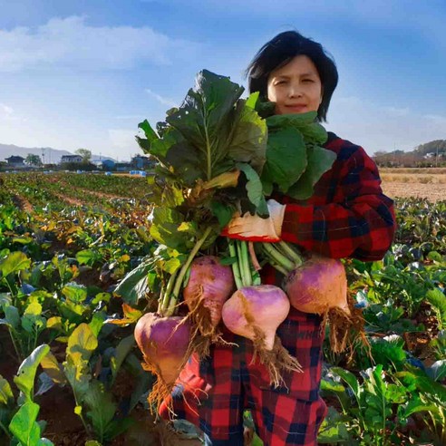 강화도 순무: 최상의 건강상의 이점과 다양한 조리 방법을 가진 영양가 풍부한 뿌리 채소