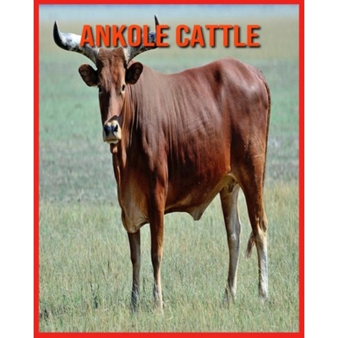 Ankole Cattle: Fascinating Ankole Cattle Facts for Kids with Stunning Pictures! Paperback, Independently Published, English, 9798706663964