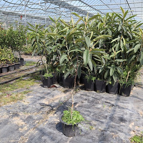 시간을 담은 선물, 비파나무 묘목으로 삶의 활력을 더하세요.