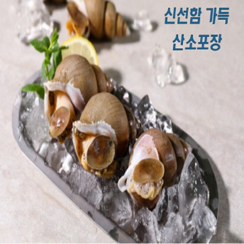 산소포장 당일조업 생물 백골뱅이 백고동 골뱅이 1kg 활 중짜 사이즈 1... 1개, 활 소짜 사이즈 1kg(30-45미)